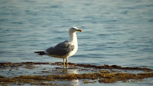 Slow Motion Closeup Shot of a Seagull on the Rock Against Calm Sea