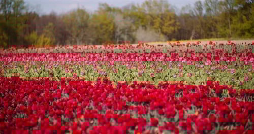Blooming Red Tulips on Flowers Plantation Farm
