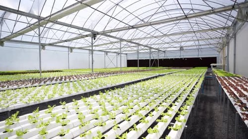 4K Dolly shot of Organic vegetables hydroponic farm.