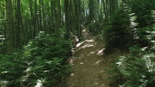 Aerial View From a Slow Flying Drone of a Path Through a Green Deciduous Forest on a Sunny Day