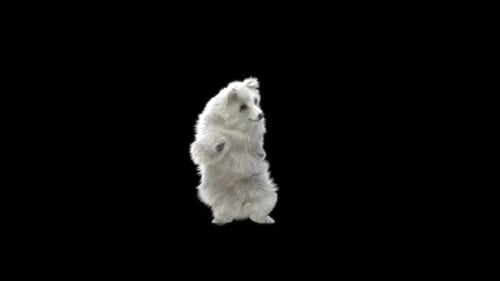 132 ours blanc dansant 4K