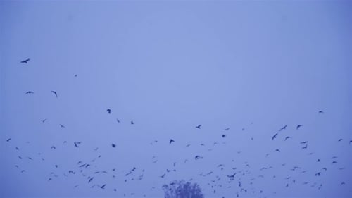Flock of Birds Flying in Light Blue Sky