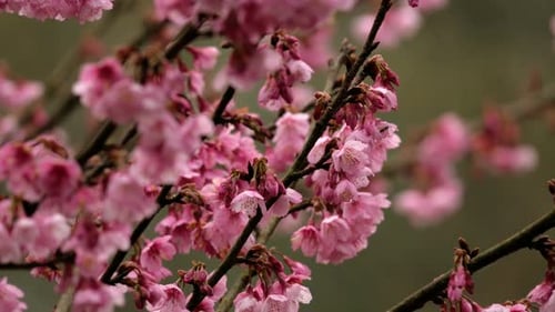 Japanisch Sakura