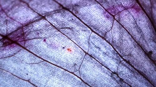 Tissue Microscopic Test