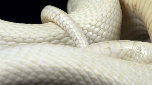 Texas Rat Snake Isolated on a Black Background in Studio