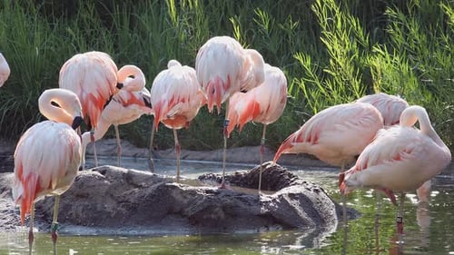 Flamingos in small pond grooming themselves