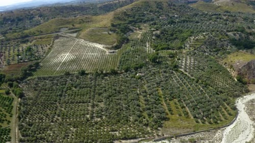Olive Groves