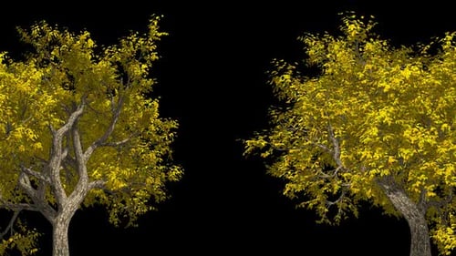 Two Trees In The Autumn Forest