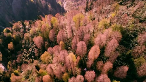 Frühling Bunter Wald
