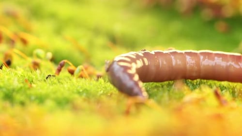 Un ver de terre est un invertébré terrestre qui appartient à la classe Clitellata