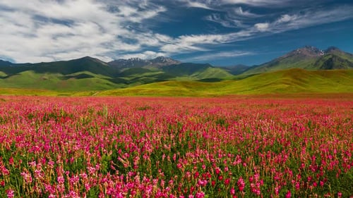 Field with Flowers in Mountain Valley. Summer Landscape During Sunset