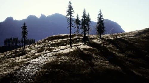 Trees on Meadow Between Hillsides with Conifer Forest