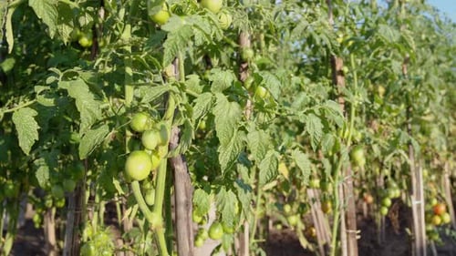 Reifende Tomaten im Dorfgarten. Pflanzen sind an Holzlatten gebunden.