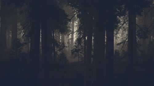 Black Tree Trunk in a Dark Pine Tree Forest
