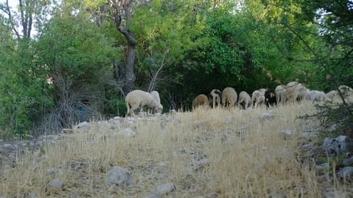 Grazing Sheep