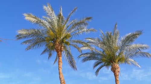 Palmen vor dem blauen Himmel
