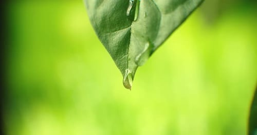 Macro. Waterdrop. Water Drop Leaf Environmental Conservation Balance Green Nature. Drop of Dew in