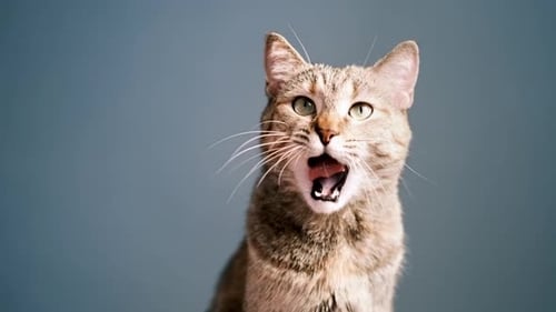 Tabby Cat Yawns Showing Teeth and Tongue