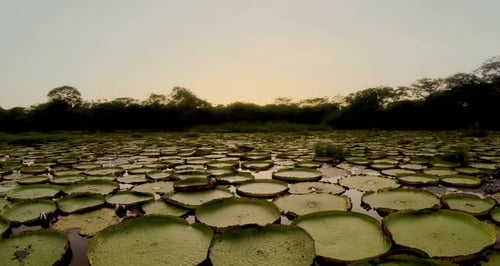 Lys au coucher du soleil
