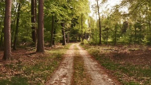 Along Forest Pathway