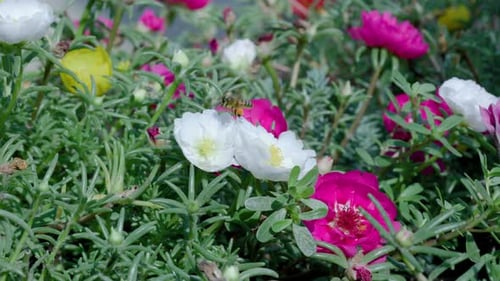 Close Up of One Honey Bee Flying Around Honeysuckle Flowers