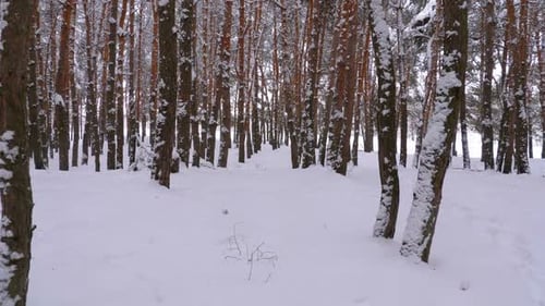 Flying Through the Winter Pine Forest Snowy Path in a Wild Winter Forest Between Pines