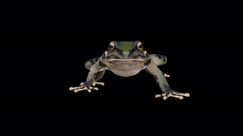 4K Frog Walk Front View