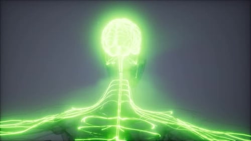 Futuristic Neon Human Brain and Nervous System Animation
