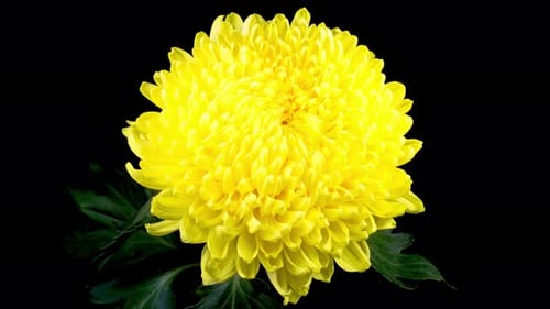 Close-Up of Blooming Yellow Chrysanthemum on Black