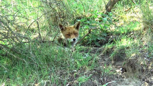 A red fox is lying in the grass.