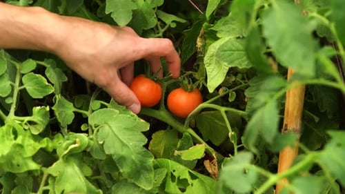 Hände pflücken rote reife Tomaten von Reben. Nahaufnahme