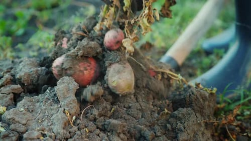 Potatoes Harvested on a Farm
