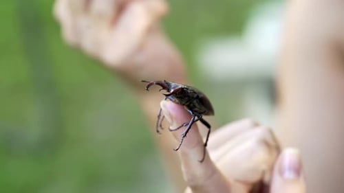 Stag Beetle Walking on a Woman's Finger