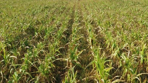 Aerial View Of Corn Maize Field Landscape