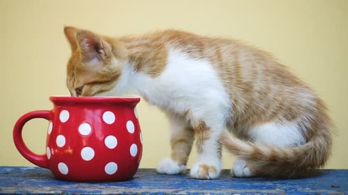 Tiny Kitten Drinking from Oversized Polka Dot Mug