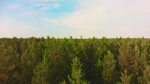 Aerial View of the Coniferous Forest