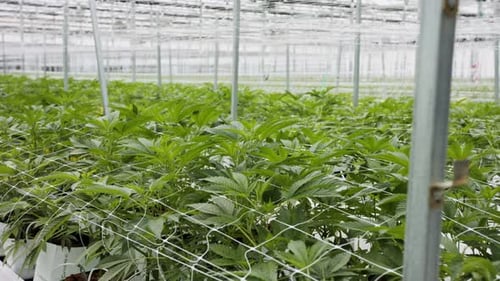 Cannabis Plants Growing in a Modern Greenhouse