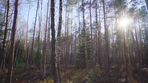 Sun and spring forest