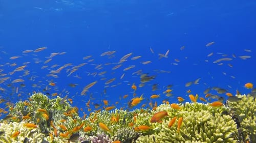 Tropical Fish on Vibrant Coral Reef