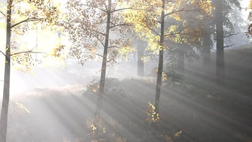 Forêt lumineuse tôt le matin dans les montagnes