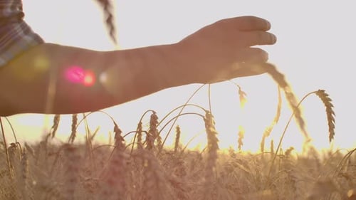 A Man with His Back to the Viewer in a Field of Wheat Touched By the Hand of Spikes in the Sunset