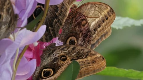 Close up of brown butterflies drinking nectar on a bunch of purple flowers in the Imperial garden, V