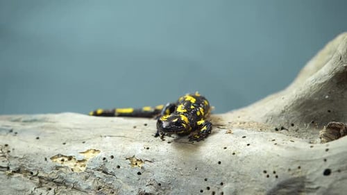 Fire Salamander. Salamandra Maculosa on Wooden Snag at Black Background. Close Up