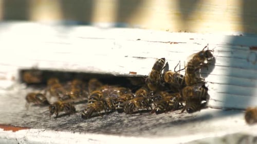 Close Up of Beehive Entrance with Bees