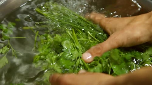 Hands Washing Fresh Parsley and Dill in Sink