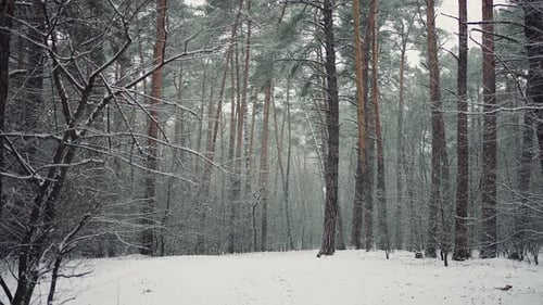 Snowy Winter Forest Scene with Trees