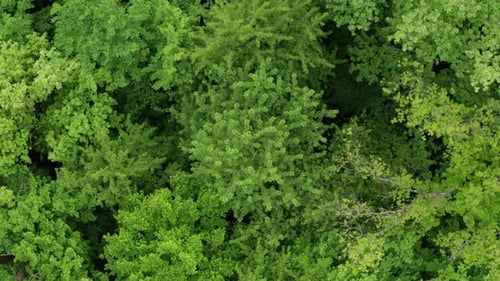 Green Leaf On Tree