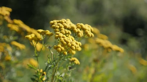 Close Up of Yellow Flowers Blooming in Meadow