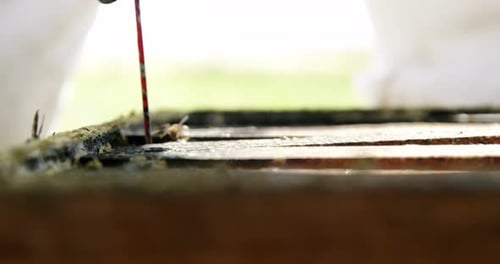 Imker entfernt einen Honigrahmen aus dem Bienenstock