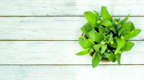 Tulips Blooming in Time Lapse on White Wood